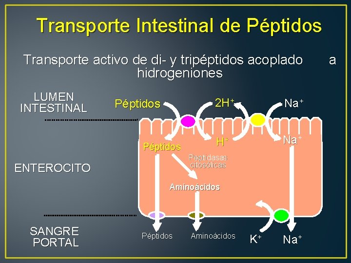 Transporte Intestinal de Péptidos Transporte activo de di- y tripéptidos acoplado hidrogeniones LUMEN INTESTINAL