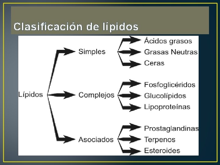 Clasificación de lípidos 