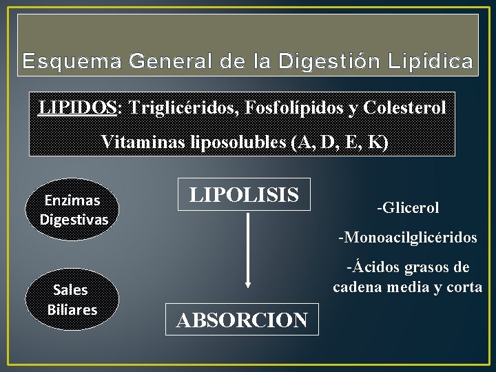 Esquema General de la Digestión Lipídica LIPIDOS: Triglicéridos, Fosfolípidos y Colesterol Vitaminas liposolubles (A,