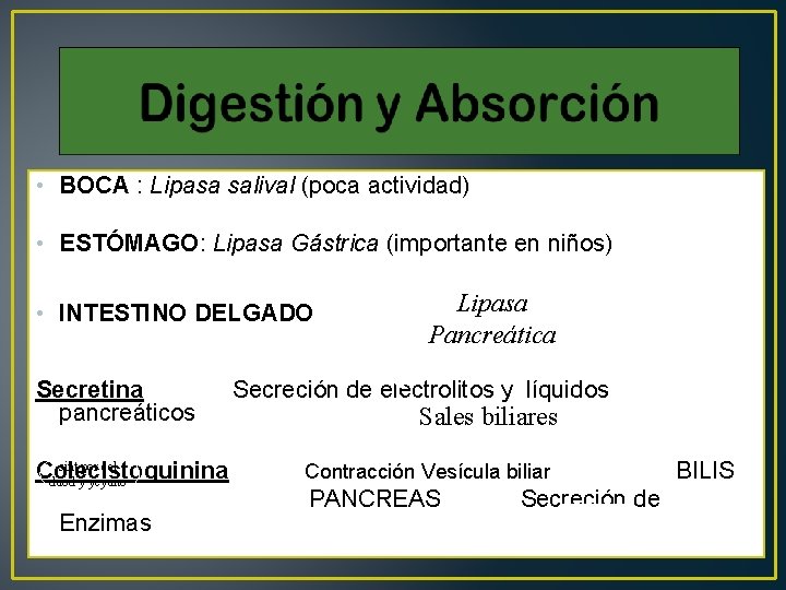  • BOCA : Lipasa salival (poca actividad) • ESTÓMAGO: Lipasa Gástrica (importante en