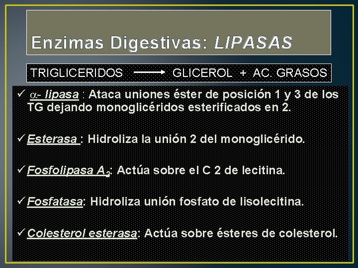 Enzimas Digestivas: LIPASAS TRIGLICERIDOS GLICEROL + AC. GRASOS ü - lipasa : Ataca uniones