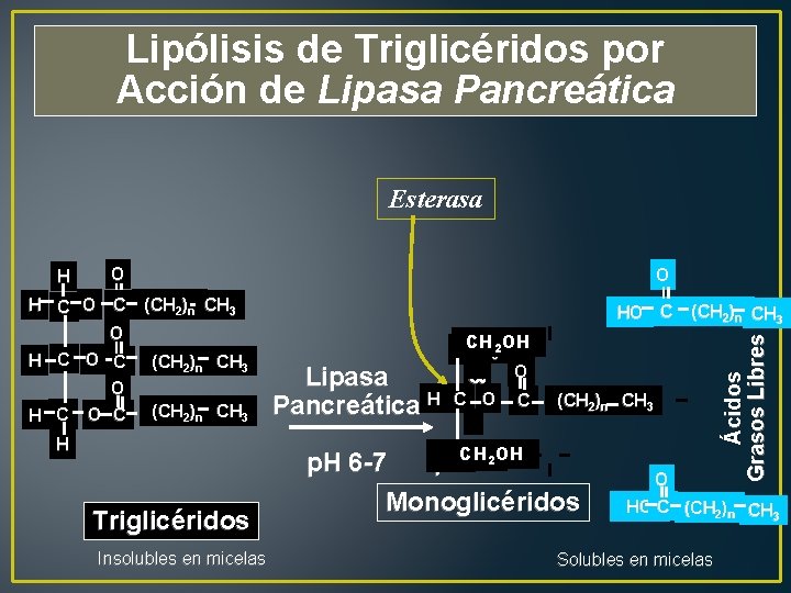 Lipólisis de Triglicéridos por Acción de Lipasa Pancreática Esterasa O H C O C