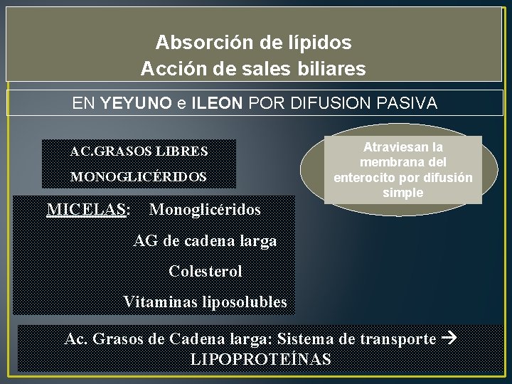 Absorción de lípidos Acción de sales biliares EN YEYUNO e ILEON POR DIFUSION PASIVA