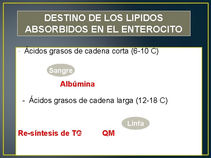 DESTINO DE LOS LIPIDOS ABSORBIDOS EN EL ENTEROCITO - Ácidos grasos de cadena corta