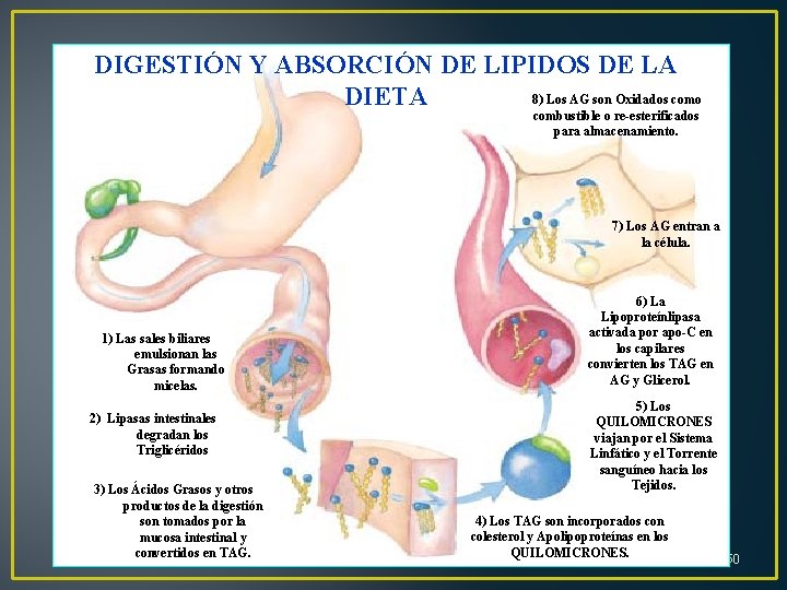 DIGESTIÓN Y ABSORCIÓN DE LIPIDOS DE LA 8) Los AG son Oxidados como DIETA