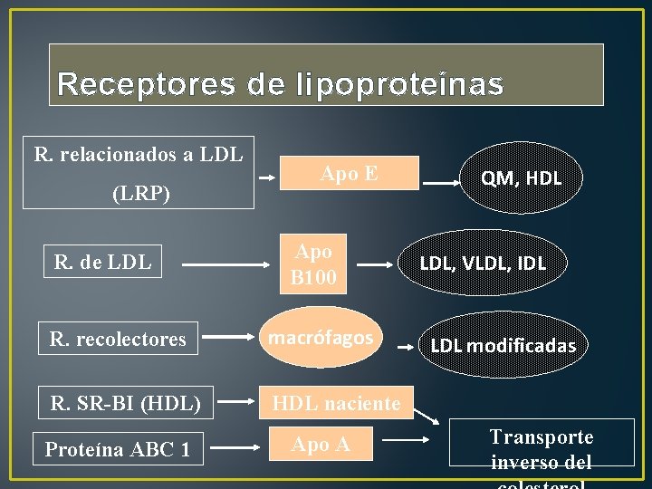 Receptores de lipoproteínas R. relacionados a LDL (LRP) R. de LDL Apo E Apo