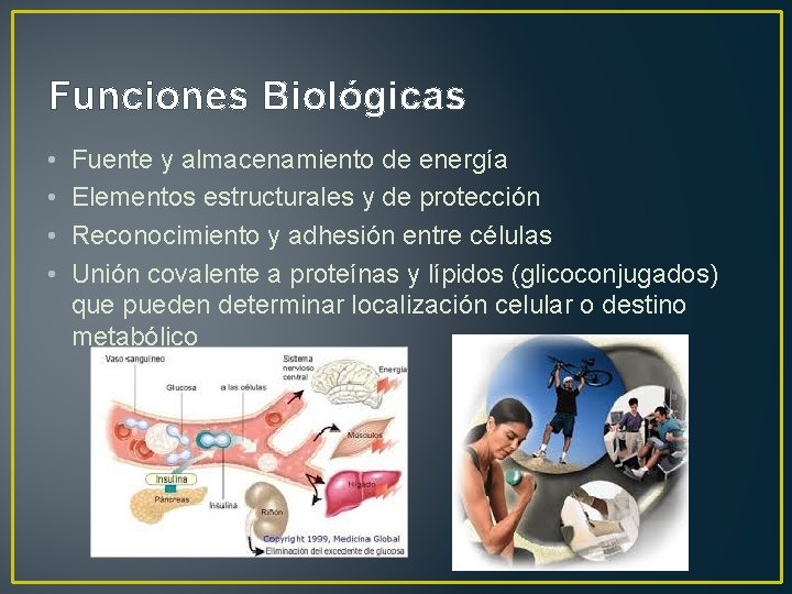 Funciones Biológicas • • Fuente y almacenamiento de energía Elementos estructurales y de protección