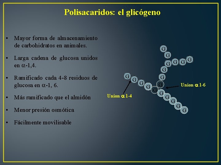 Polisacaridos: el glicógeno • Mayor forma de almacenamiento de carbohidratos en animales. G G