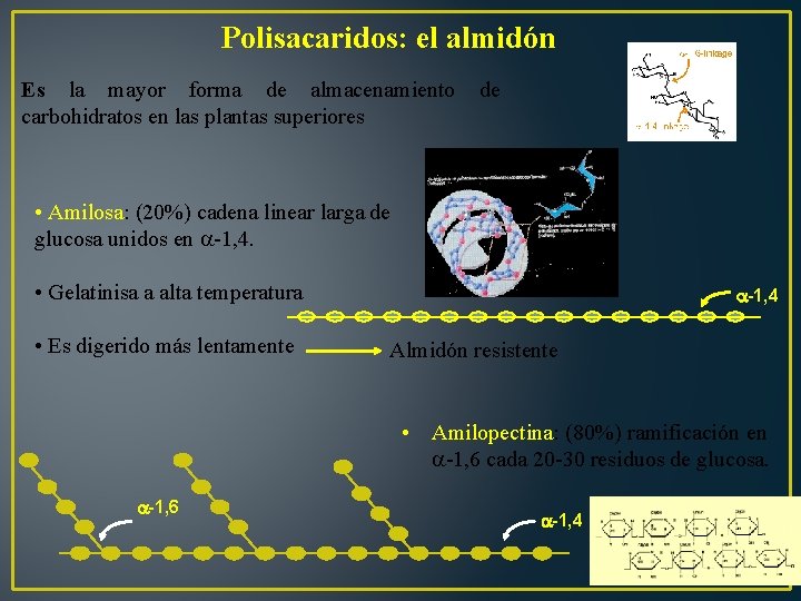 Polisacaridos: el almidón Es la mayor forma de almacenamiento carbohidratos en las plantas superiores
