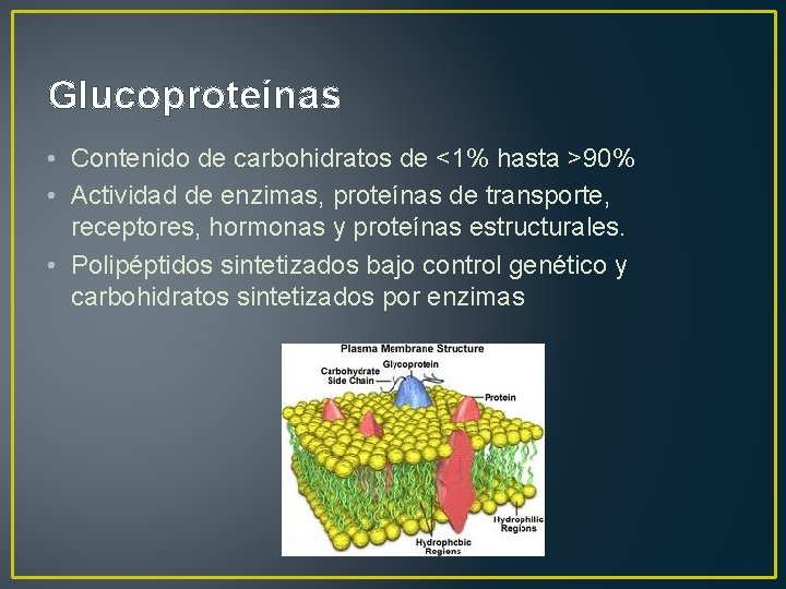 Glucoproteínas • Contenido de carbohidratos de <1% hasta >90% • Actividad de enzimas, proteínas