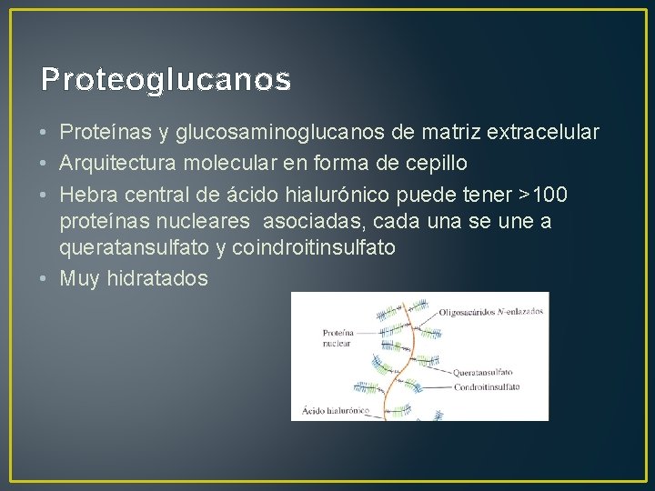 Proteoglucanos • Proteínas y glucosaminoglucanos de matriz extracelular • Arquitectura molecular en forma de