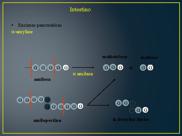 Intestino • Enzimas pancreáticas -amylase maltotriosa G G G amilasa G G G maltosa