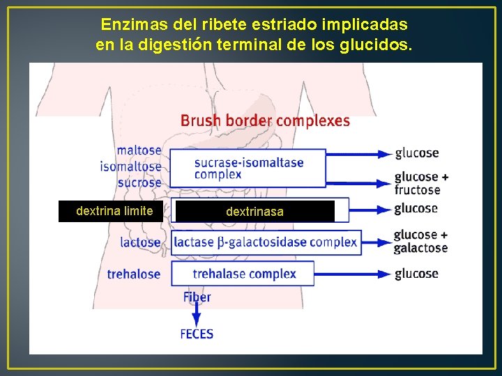 Enzimas del ribete estriado implicadas en la digestión terminal de los glucidos. dextrina limite