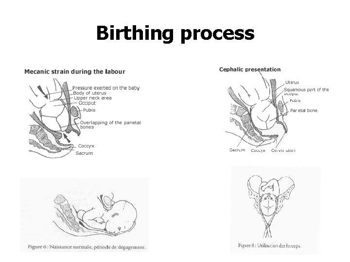Birthing process 