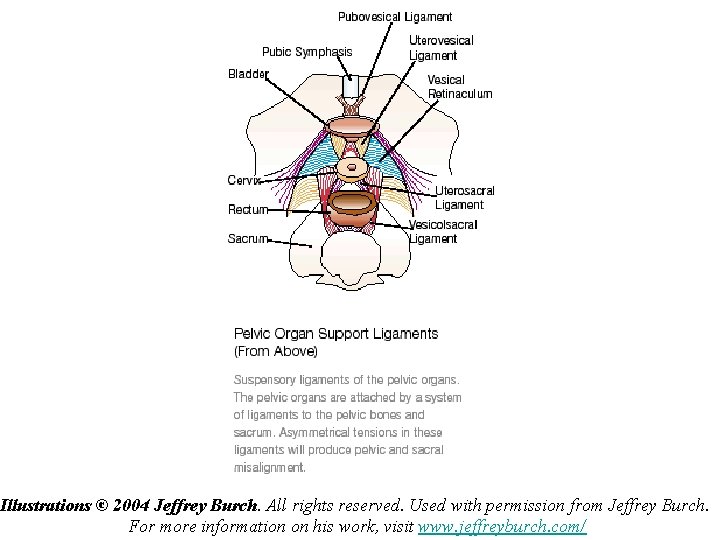 Illustrations © 2004 Jeffrey Burch. All rights reserved. Used with permission from Jeffrey Burch.
