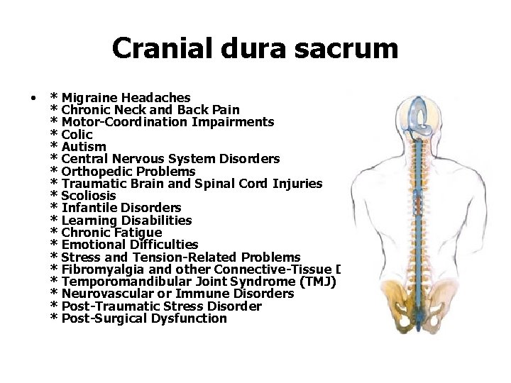 Cranial dura sacrum • * Migraine Headaches * Chronic Neck and Back Pain *