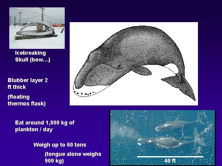  Icebreaking Skull (bow…) Blubber layer 2 ft thick (floating thermos flask) Eat around
