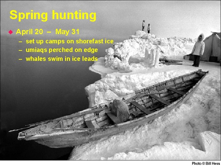 Spring hunting u April 20 – May 31 – set up camps on shorefast
