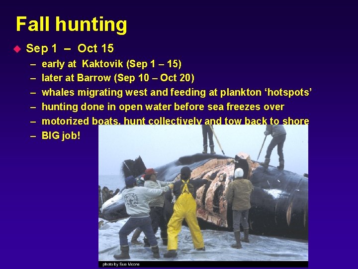 Fall hunting u Sep 1 – Oct 15 – – – early at Kaktovik