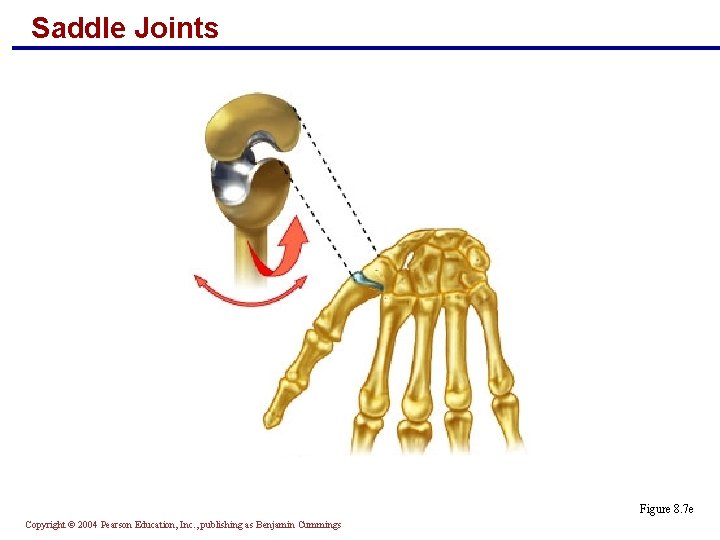 Saddle Joints Figure 8. 7 e Copyright © 2004 Pearson Education, Inc. , publishing