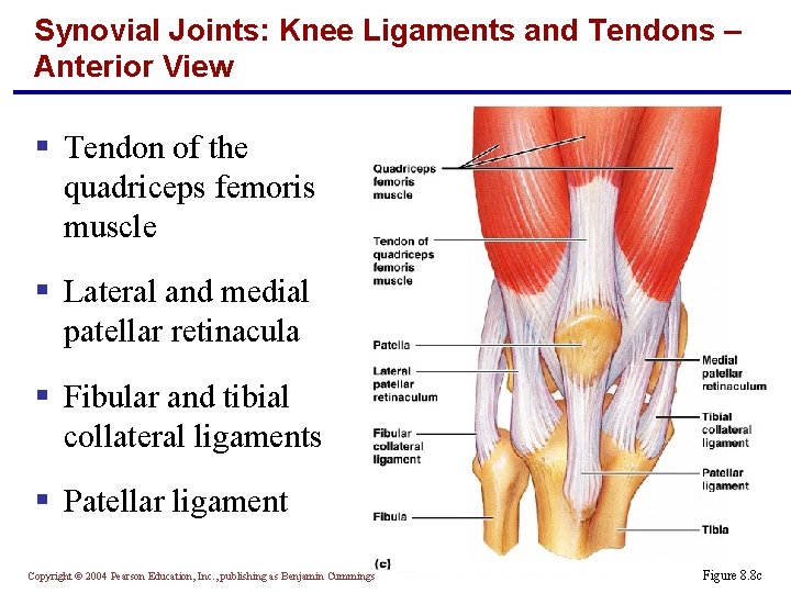 Synovial Joints: Knee Ligaments and Tendons – Anterior View § Tendon of the quadriceps