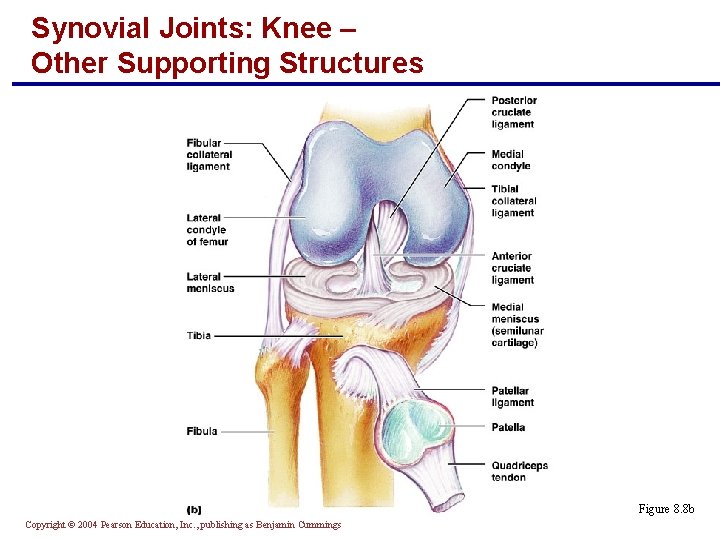 Synovial Joints: Knee – Other Supporting Structures Figure 8. 8 b Copyright © 2004