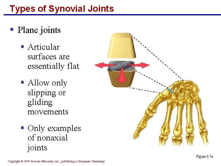 Types of Synovial Joints § Plane joints § Articular surfaces are essentially flat §