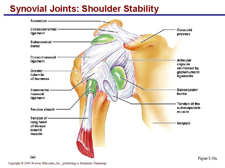 Synovial Joints: Shoulder Stability Figure 8. 10 a Copyright © 2004 Pearson Education, Inc.