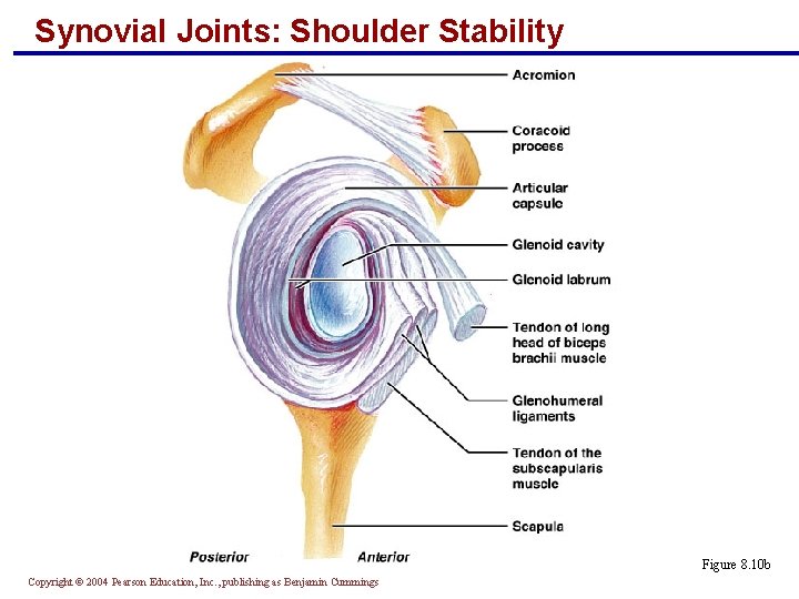 Synovial Joints: Shoulder Stability Figure 8. 10 b Copyright © 2004 Pearson Education, Inc.