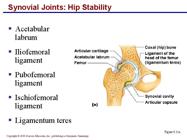 Synovial Joints: Hip Stability § Acetabular labrum § Iliofemoral ligament § Pubofemoral ligament §