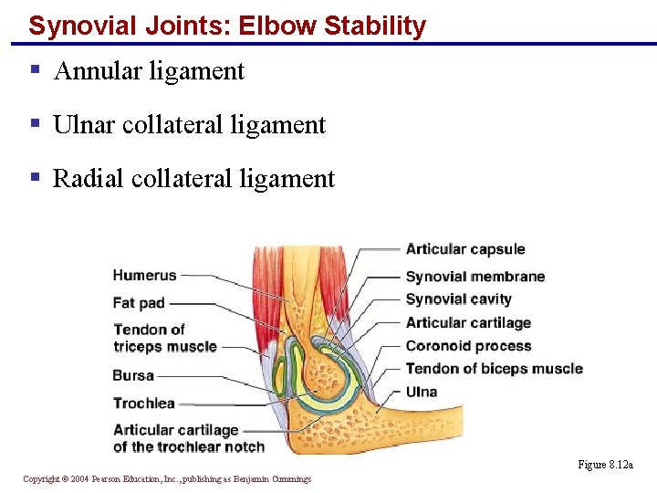 Synovial Joints: Elbow Stability § Annular ligament § Ulnar collateral ligament § Radial collateral