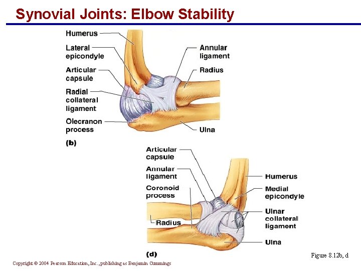 Synovial Joints: Elbow Stability Figure 8. 12 b, d Copyright © 2004 Pearson Education,
