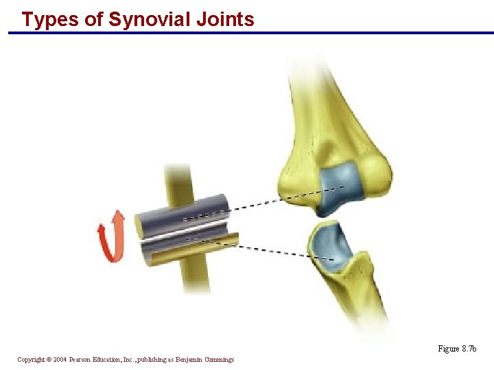 Types of Synovial Joints Figure 8. 7 b Copyright © 2004 Pearson Education, Inc.