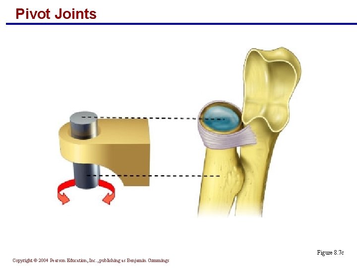 Pivot Joints Figure 8. 7 c Copyright © 2004 Pearson Education, Inc. , publishing