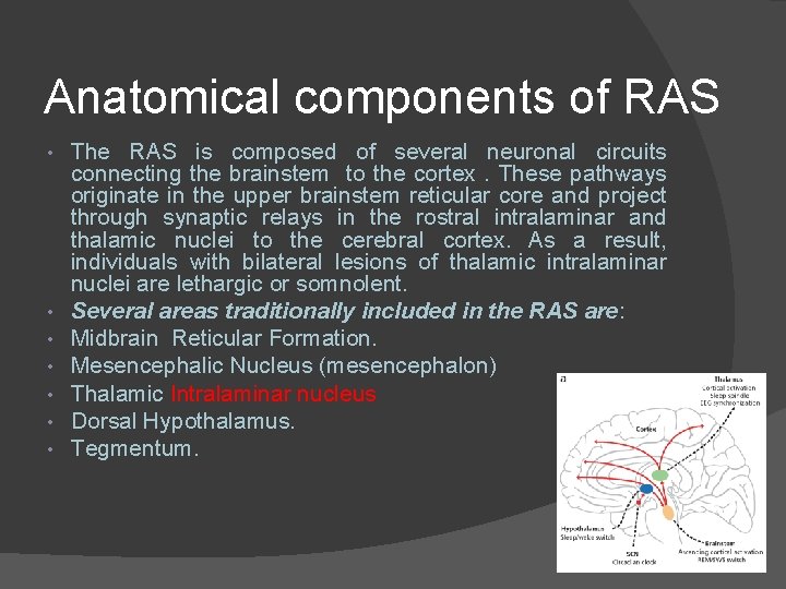 Anatomical components of RAS • • The RAS is composed of several neuronal circuits