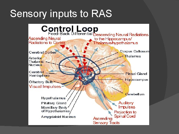 Sensory inputs to RAS 