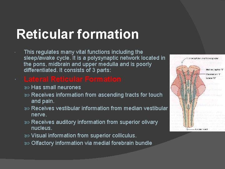 Reticular formation This regulates many vital functions including the sleep/awake cycle. It is a