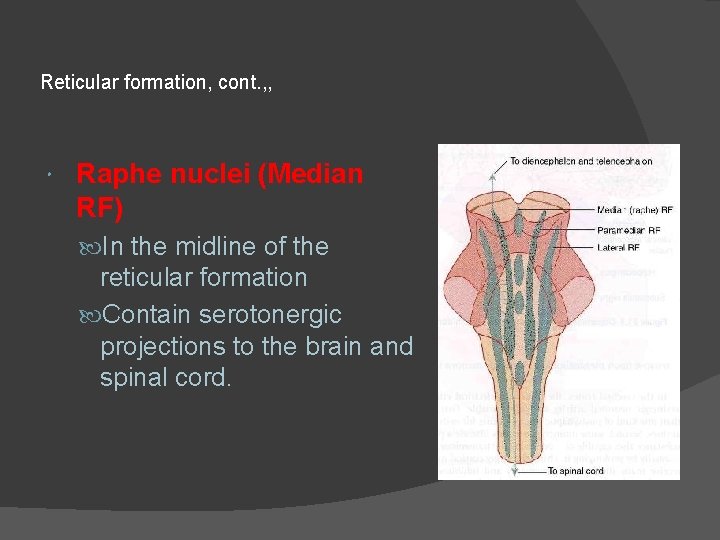 Reticular formation, cont. , , Raphe nuclei (Median RF) In the midline of the