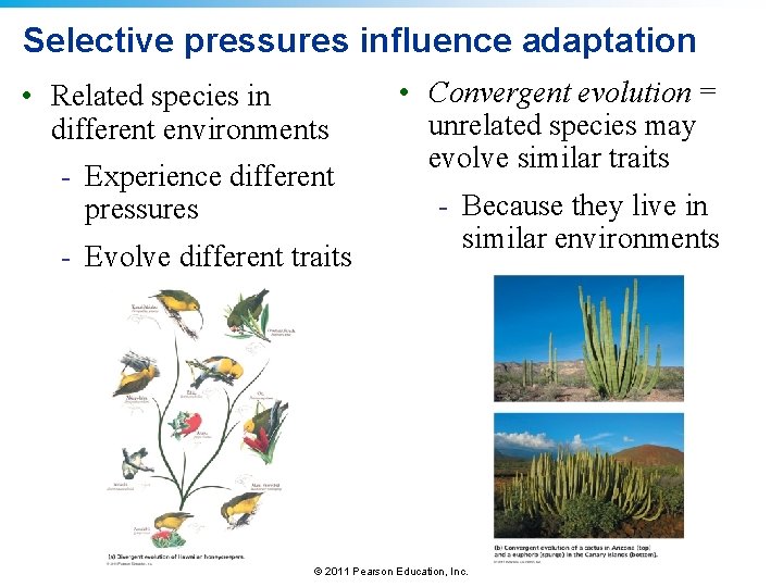 Selective pressures influence adaptation • Related species in different environments - Experience different pressures