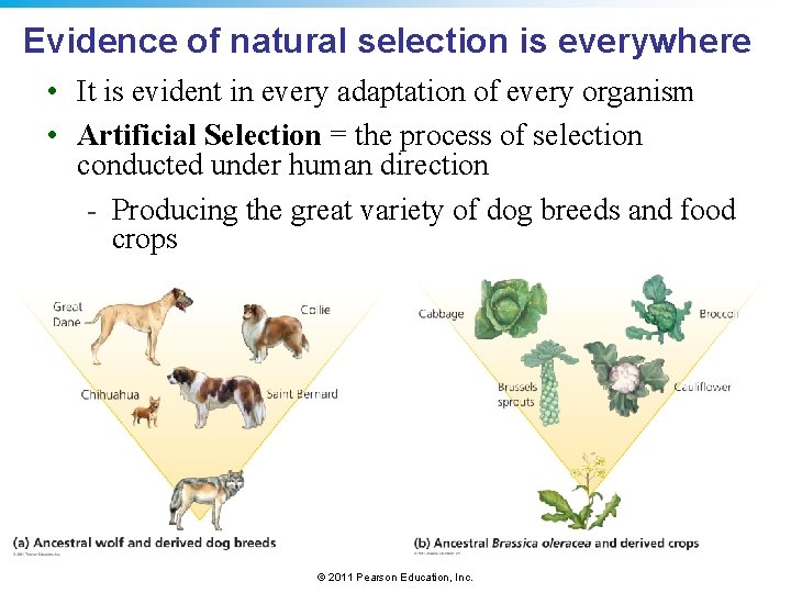 Evidence of natural selection is everywhere • It is evident in every adaptation of