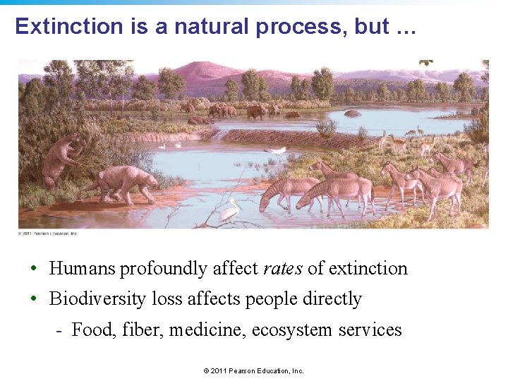 Extinction is a natural process, but … • Humans profoundly affect rates of extinction