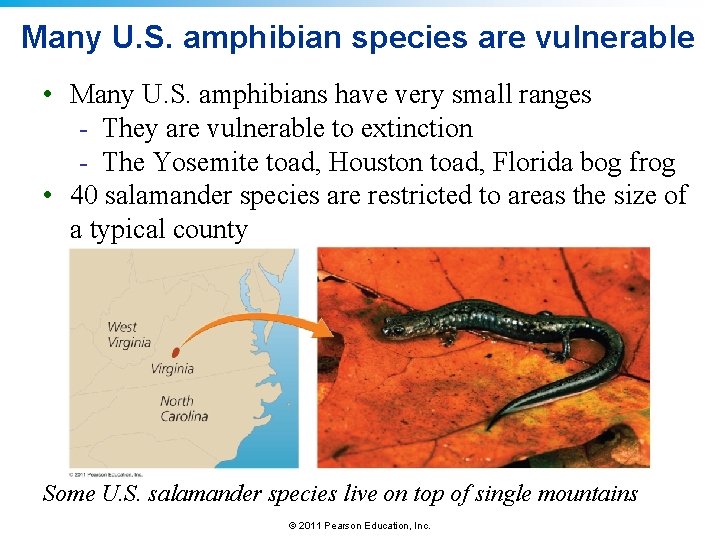 Many U. S. amphibian species are vulnerable • Many U. S. amphibians have very