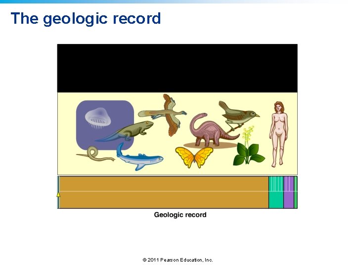 The geologic record © 2011 Pearson Education, Inc. 