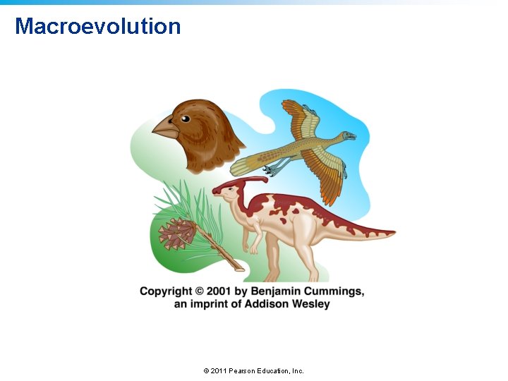 Macroevolution © 2011 Pearson Education, Inc. 