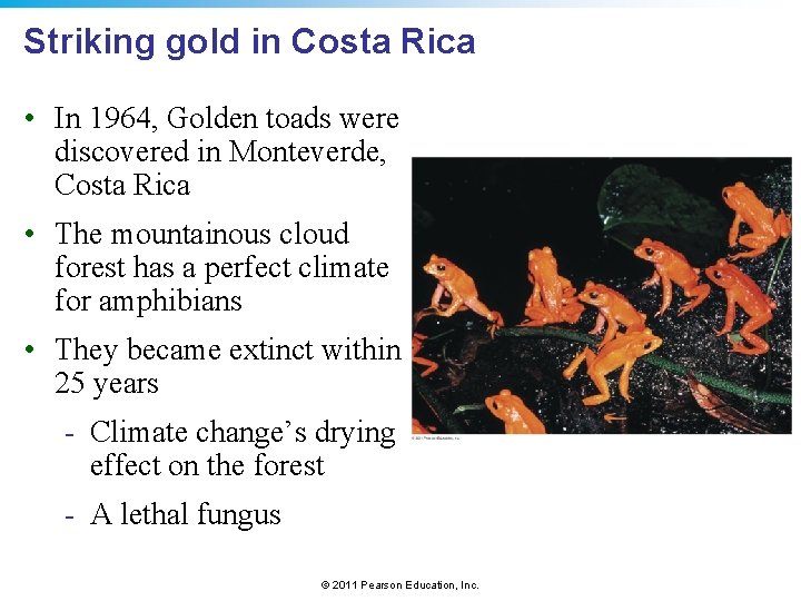 Striking gold in Costa Rica • In 1964, Golden toads were discovered in Monteverde,