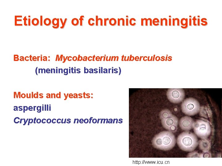 Etiology of chronic meningitis Bacteria: Mycobacterium tuberculosis (meningitis basilaris) Moulds and yeasts: aspergilli Cryptococcus Etiology of chronic meningitis Bacteria: Mycobacterium tuberculosis (meningitis basilaris) Moulds and yeasts: aspergilli Cryptococcus
