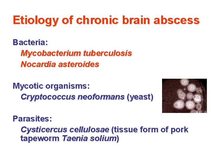 Etiology of chronic brain abscess Bacteria: Mycobacterium tuberculosis Nocardia asteroides Mycotic organisms: Cryptococcus neoformans Etiology of chronic brain abscess Bacteria: Mycobacterium tuberculosis Nocardia asteroides Mycotic organisms: Cryptococcus neoformans