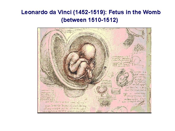 Leonardo da Vinci (1452 -1519): Fetus in the Womb (between 1510 -1512) Leonardo da Vinci (1452 -1519): Fetus in the Womb (between 1510 -1512)