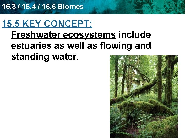 15. 3 / 15. 4 / 15. 5 Biomes 15. 5 KEY CONCEPT: Freshwater