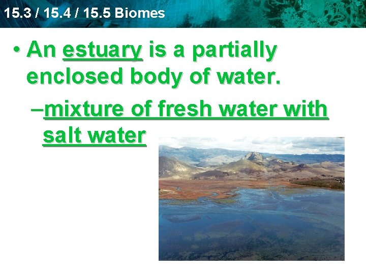 15. 3 / 15. 4 / 15. 5 Biomes • An estuary is a
